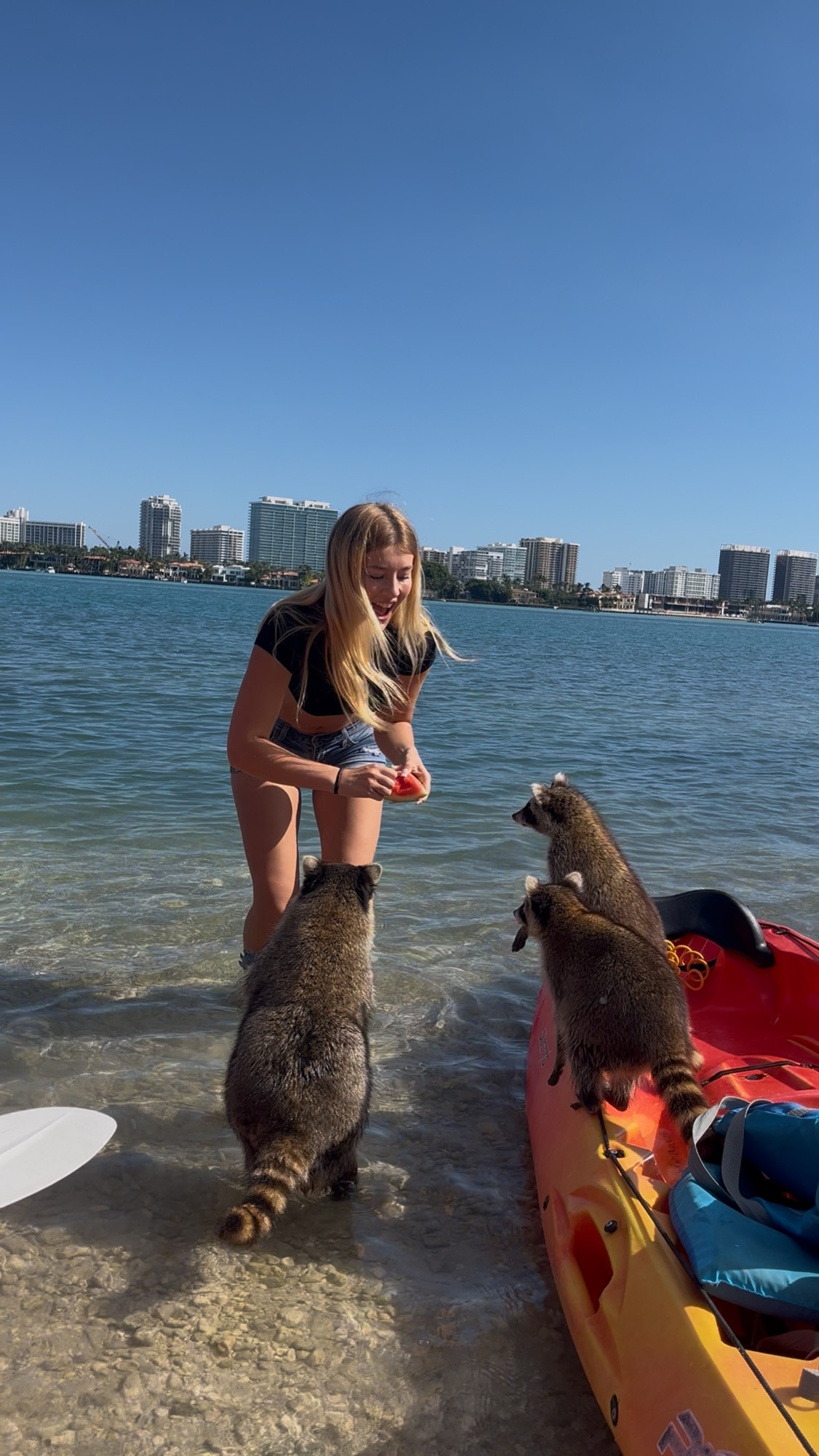 Feeding raccoons by a kayak, Bahamas